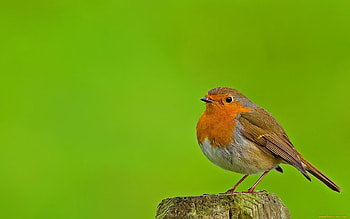 Animals, Birds HD wallpaper