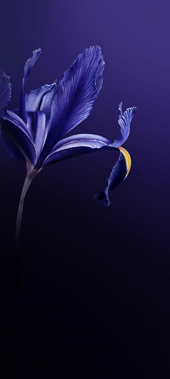 Vivo Z6 Original, Vivo V20 HD phone wallpaper