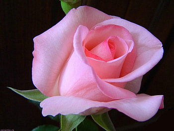 Rose, pink, one, flower HD wallpaper