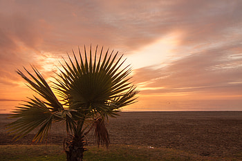 Nature, Sunset, Beach, Palm, Branches HD wallpaper