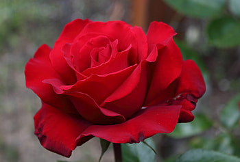 ROSE, PETALS, LEAVES, COLORS, STEM HD wallpaper