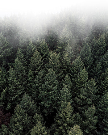 Nature, Trees, View From Above, Top, Forest, Fog, Tops HD phone wallpaper