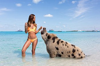 Bikini Model ~ Carmella Rose, bikini, model, blonde, beach, pig HD wallpaper