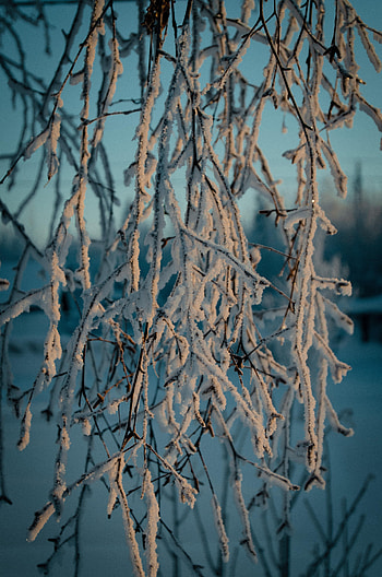 Winter, Snow, Macro, Branches, Frost HD phone wallpaper