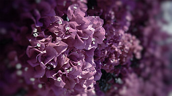 Flowers, Grass, Lilac, Plant, Macro HD wallpaper