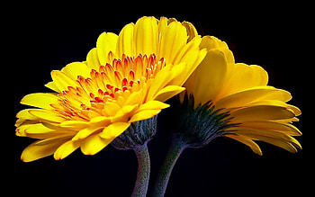 Flowers, Reflection, Flower, Mirror HD wallpaper