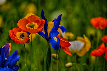 Flowers, blue, summer, iris, poppy, yellow, flower, green, red HD wallpaper