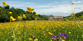Dartmounth_UK, summer, graphy, fields, nature, flowers, beauty, dartmont HD wallpaper