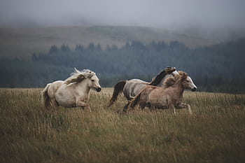 Majestic wild horses gallop through a misty field, embracing the beauty of untamed nature. HD wallpaper