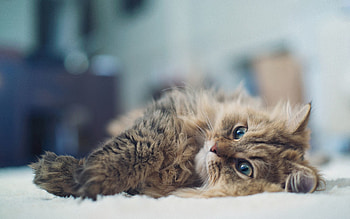 Animals, Glare, Cat, Fluffy, Lies HD wallpaper