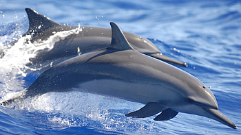 Water animal , Beautiful aquatic creatures, backgrounds, Marine beauty HD wallpaper