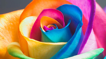 Macro, Multicolored, Motley, Rose Flower, Rose, Petals, Bud HD wallpaper