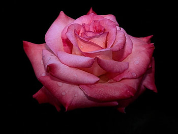 Plants, Flowers, Roses HD wallpaper