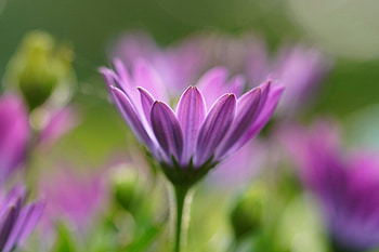 Margarita flower, portrait, close up HD wallpaper