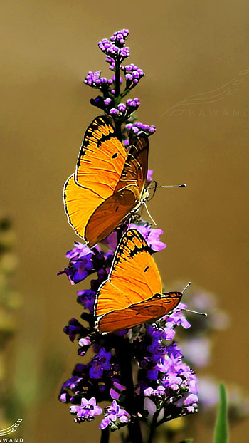 Yellow Butterfly, Adorable Aesthetic HD phone wallpaper