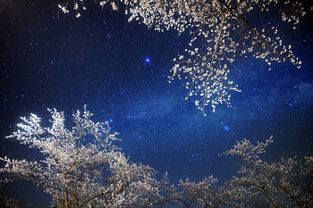 Nature, Sky, Stars, Night, Shining, Branches, Branch HD wallpaper