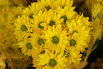 Yellow flowers, Gerbera, basket, bloom HD wallpaper