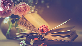▒❤▒, Bud, books, style, petals, flowers HD wallpaper