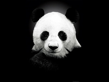 Sweet panda bear, animal, nature, bear, panda HD wallpaper