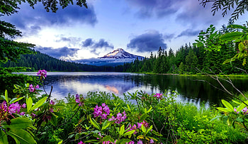 View of snowy mountain, snowy, beautiful, serenity, tranquil, mountain, lake, wildflowers, mist, reflection, greenery, view, sky HD wallpaper