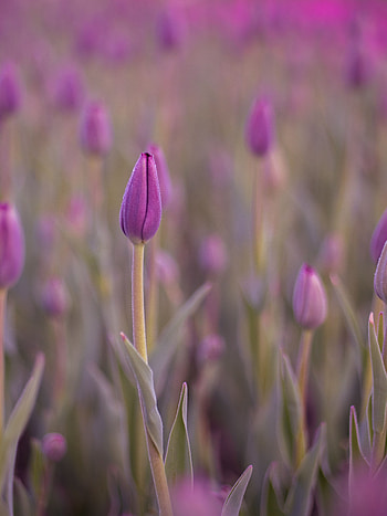 Violet, Flower, Macro, Bud, Wet, Purple, Dew, Tulip HD phone wallpaper