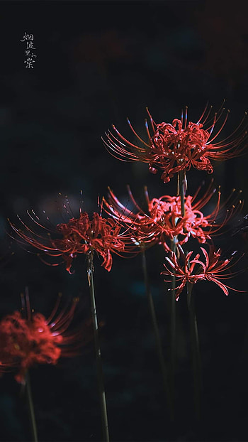 Higanbana. ideas. red spider lily, radiata, flowers HD phone wallpaper