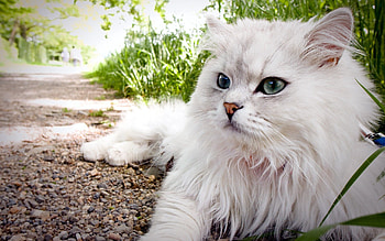 Animals, Grass, Cat, Fluffy, To Lie Down, Lie, Eyes HD wallpaper