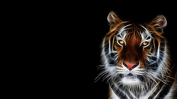 Animals , , , Backgrounds HD wallpaper