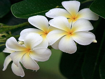 Frangipani, Close-up, Flowers, Nature, Petals HD wallpaper