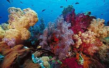 1000 best coral Mac HD wallpaper