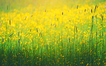 Summer, skin, flower, yellow, green, texture, nature, vara HD wallpaper
