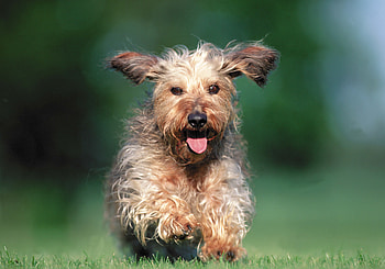 Animals, Grass, Dog, Run, Running HD wallpaper