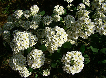 Flowers, Bush, Bloom, Flowering, Greens, Spring, Sunny, Snow-White, Crisp White HD wallpaper