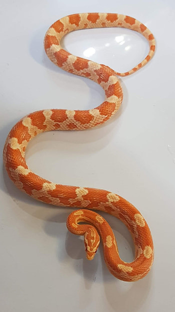Snake, Reptiles HD phone wallpaper