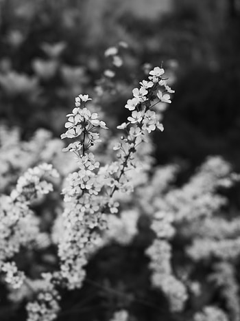 Flowers, Macro, Blur, Smooth, Bloom, Flowering, Branch, Bw, Chb, Spring HD phone wallpaper