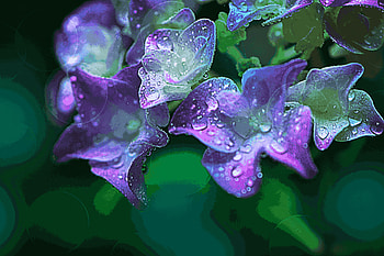 flower, macro HD wallpaper