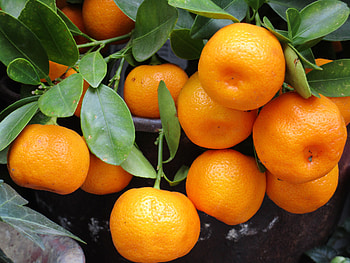 Fruits, Food, Tangerines, Branch, Juicy HD wallpaper