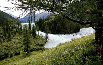Nature, Trees, Forest, Despondency, Mountain River HD wallpaper