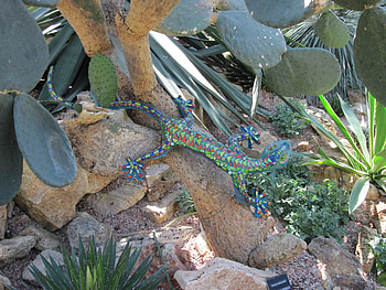 A great day at Edmonton garden 43, graphy, green, Flowers, decor, rocks, cactus HD wallpaper