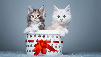 Siblings, Maine Coon HD wallpaper