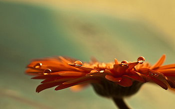 Drops, Flower, Macro, Glare, Dew HD wallpaper