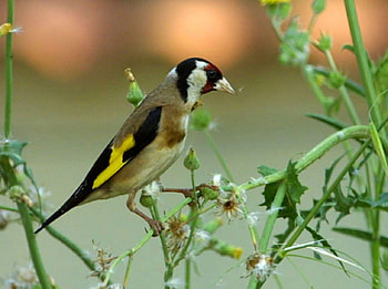Beautiful Bird, animal, trees, bird, lovey HD wallpaper