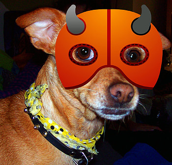 Halloween Chihuahua, dog, halloween, devil, chihuahua HD wallpaper
