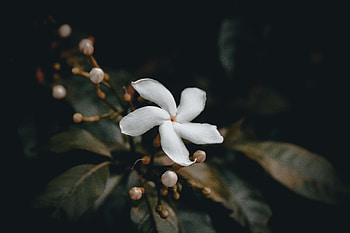 Flowers, Flower, Bud HD wallpaper