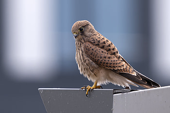 Animal, bird HD wallpaper