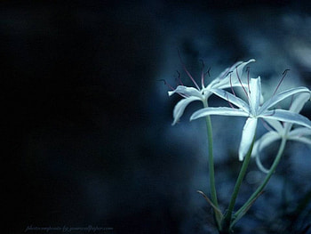 Blue Lily, flower, lily HD wallpaper