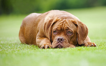 Animals, Dog, Lawn, Dogue De Bordeaux, Bordeaux Dog HD wallpaper
