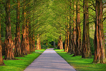 Nature, Trees, Grass, Summer, Alley HD wallpaper
