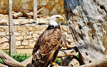 Animals, Birds HD wallpaper
