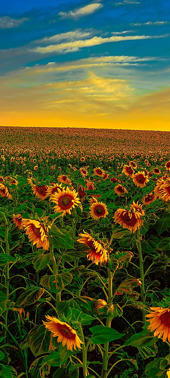 Sunflower Field Beneath Golden Sky — , flower, yellow flower, nature, cloud, sky, field, sunflower HD phone wallpaper